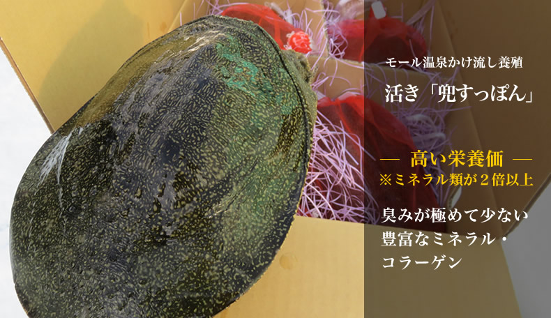 モール泉掛け流し養殖 活き「兜すっぽん」高い栄養価