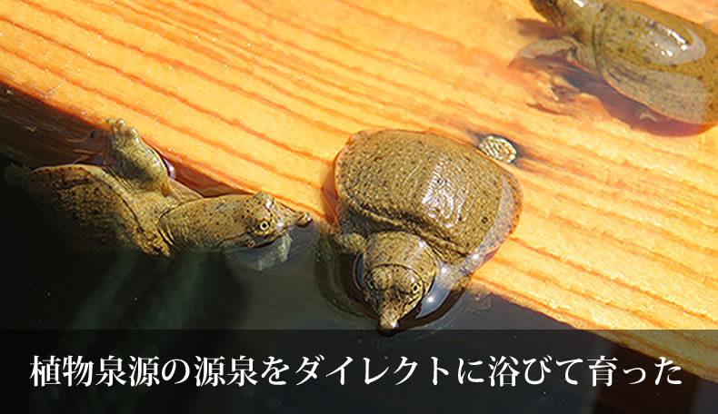 植物泉源の源泉をダイレクトに浴びて育った